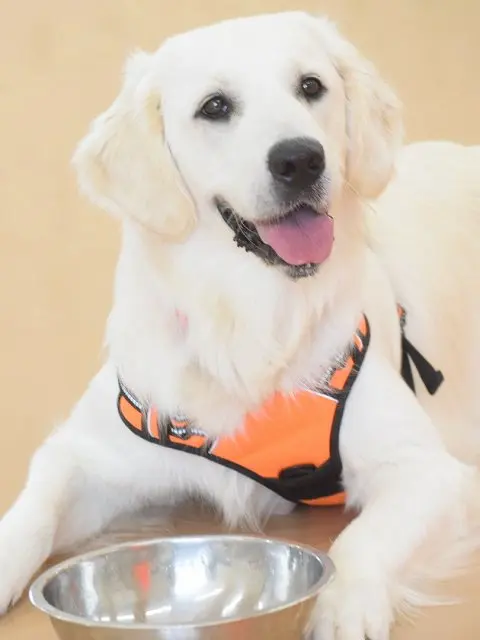 ゴールデンレトリバー